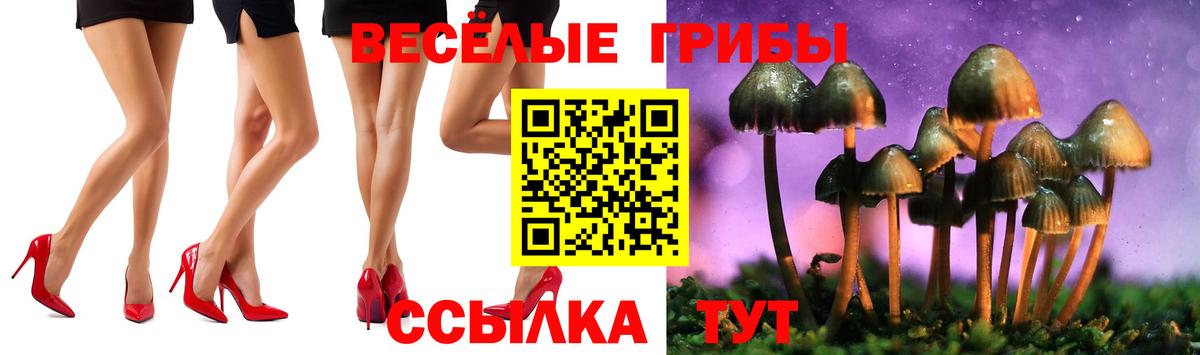Тайшет  Галлюциногенные грибы Cubensis  наркотики  Вход с VPN 